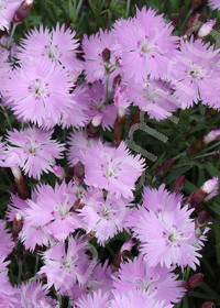 Dianthus gratianopolitanus 'Bath's Pink'